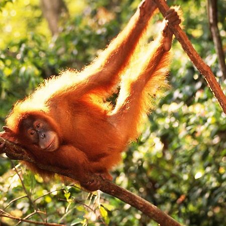 Jungle Tribe Guesthouseブラスタギ エクステリア 写真